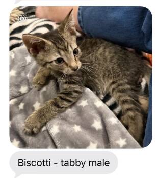 Biscotti -  Domestic Short Hair Cat for Adoption in Mustang, Oklahoma - Biscotti | PetCurious