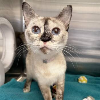 Rescue Siamese Cats for Adoption in Long Beach, California - Lila | PetCurious