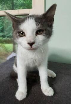 Theo -  Domestic Short Hair Cat for Adoption in Greensboro, North Carolina - Theo | PetCurious