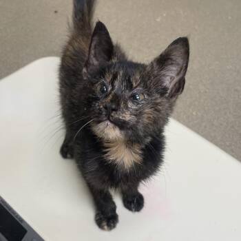 Mabel -  Domestic Short Hair Cat for Adoption in Lynchburg, Virginia - Mabel | PetCurious