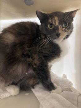 Domestic Short Hair Cats Available for Adoption in Honolulu, Hawaii - Vivienne | PetCurious