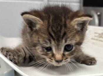 MILO -  Domestic Short Hair Cat for Adoption in St. Cloud, Florida - MILO | PetCurious