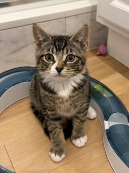 Avery -  Domestic Short Hair Cat for Adoption in New York, New York - Avery | PetCurious