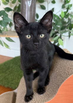 Rescue Bombay and Domestic Short Hair Cats for Adoption in Palo Alto, California - Jett | PetCurious