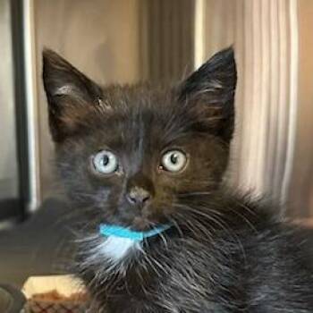 Nightshade (Towa) -  Domestic Short Hair Cat for Adoption in Knoxville, Tennessee - Nightshade (Towa) | PetCurious