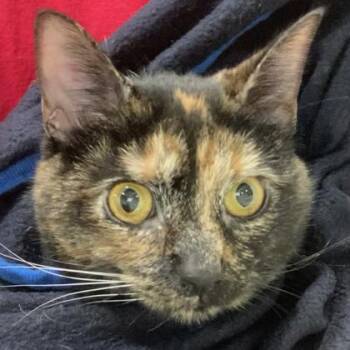 Hazel -  Domestic Short Hair Cat for Adoption in Cincinnati, Ohio - Hazel | PetCurious