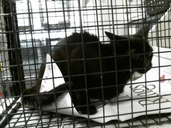 RENY -  Domestic Short Hair Cat for Adoption in Houston, Texas - RENY | PetCurious