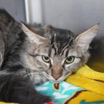 Hermione -  Domestic Short Hair Cat for Adoption in Coachella, California - Hermione | PetCurious