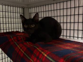 Greg -  Domestic Short Hair Cat for Adoption in Raleigh, North Carolina - Greg | PetCurious