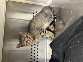 Rescue Domestic Short Hair Cats for Adoption in Saginaw, Texas - Rory | PetCurious