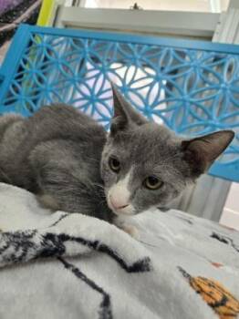 Pinto -  Domestic Short Hair Cat for Adoption in Savannah, Georgia - Pinto | PetCurious