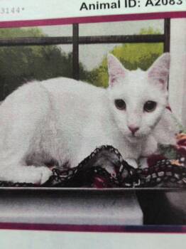 Norway -  Manx Cat for Adoption in Parker, Colorado - Norway | PetCurious