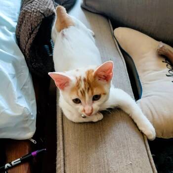 Rescue Domestic Short Hair Cats for Adoption in San Antonio, Texas - Rosemary | PetCurious