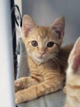 Rescue American Shorthair Cats for Adoption in Commerce, Texas - Moe & Curly | PetCurious