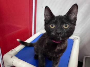 Dilute Tortoiseshell Cats Available for Adoption in Powell, Ohio - Hello Kitty | PetCurious