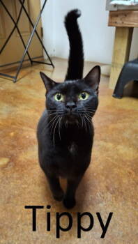 Rescue Domestic Medium Hair Cats for Adoption in Mountain View, Arkansas - Tippy | PetCurious