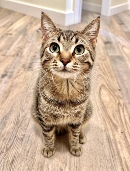Katie -  Tabby and Domestic Short Hair Cat for Adoption in Skyline, Minnesota - Katie | PetCurious