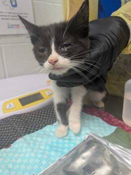 Rescue Domestic Short Hair Cats for Adoption in Cincinnati, Ohio - Bryan Adams | PetCurious