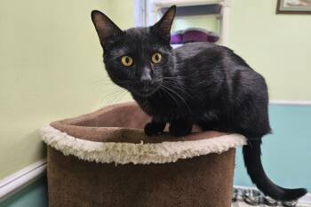 Rescue Domestic Short Hair Cats for Adoption in Frankfort, Kentucky - Shadow 5526C | PetCurious