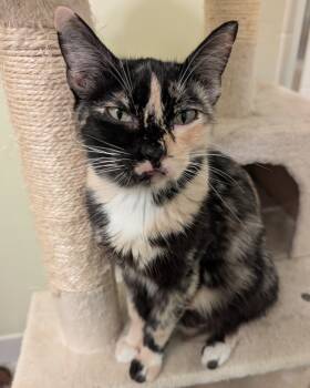 Rescue Domestic Short Hair Cats for Adoption in San Francisco, California - Margot | PetCurious