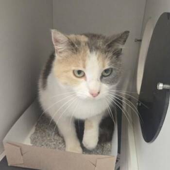 Domestic Short Hair Cats Available for Adoption in Phoenixville, Pennsylvania - Elizabeth | PetCurious