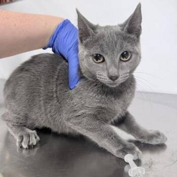 Domestic Short Hair Cats Available for Adoption in New York, New York - Misty | PetCurious