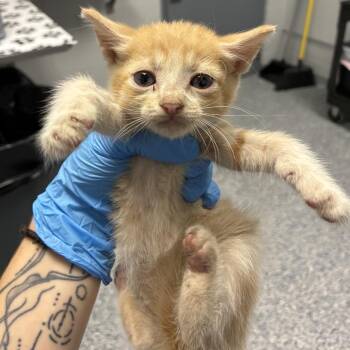 Pepper -  Domestic Short Hair Cat for Adoption in Greenville, South Carolina - Pepper | PetCurious