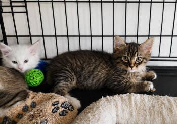 Maine Coon and Domestic Long Hair Cats Available for Adoption in Fresno, California - Wildflower | PetCurious