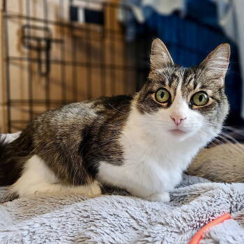 Rescue Domestic Medium Hair Cats for Adoption in Oakland, California - Trinity | PetCurious