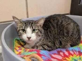 Beet -  Domestic Short Hair Cat for Adoption in Golden Valley, Minnesota - Beet | PetCurious