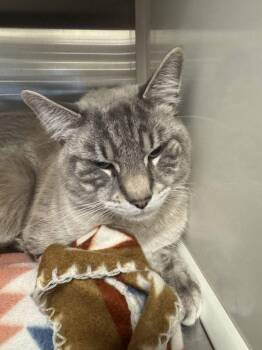 Ghost -  Domestic Short Hair Cat for Adoption in Hilton Head Island, South Carolina - Ghost | PetCurious