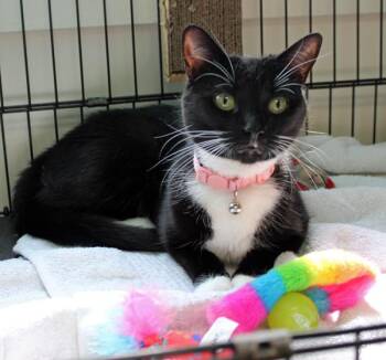 Domestic Short Hair Cats Available for Adoption in Mansfield, Massachusetts - Nakita And Rosie | PetCurious