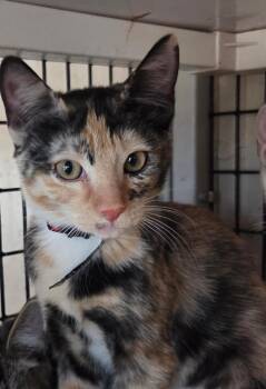 Elspeth -  Tortoiseshell and Calico Cat for Adoption in Las Cruces, New Mexico - Elspeth | PetCurious