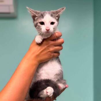 Nessa in Chestertown, MD -  Domestic Short Hair Cat for Adoption - Nessa In Chestertown, MD | PetCurious