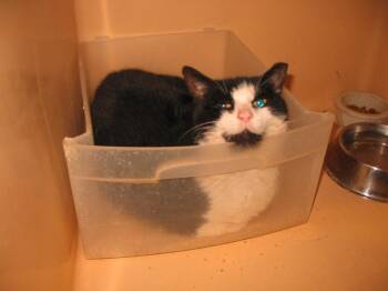 Old Mama -  Domestic Short Hair Cat for Adoption - Old Mama | PetCurious