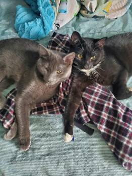 Rescue Domestic Short Hair Cats for Adoption in Keeseville, New York - Gra-Gra & Sylvia | PetCurious