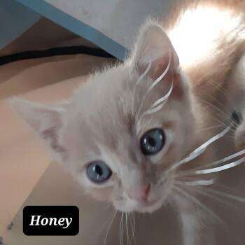Honey -  Domestic Short Hair Cat for Adoption in Morgan Hill, California - Honey | PetCurious