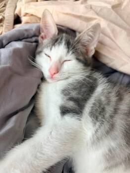 Smokey -  Domestic Short Hair Cat for Adoption in Miami, Oklahoma - Smokey | PetCurious
