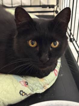 Olive -  Domestic Short Hair Cat for Adoption in Ontario, Oregon - Olive | PetCurious