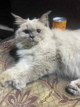 Rescue Himalayan Cats for Adoption in Wolcott, Connecticut - Toffy | PetCurious