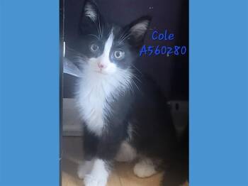 COLE -  Domestic Short Hair Cat for Adoption in Fort Wayne, Indiana - COLE | PetCurious