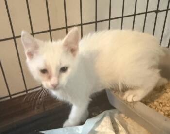 Phoebe -  Domestic Short Hair Cat for Adoption in Emporia, Kansas - Phoebe | PetCurious