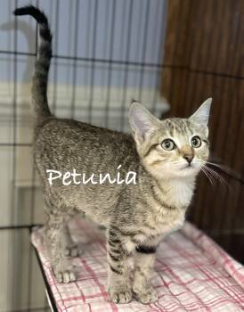 Petunia -  Domestic Short Hair Cat for Adoption in Pawleys Island, South Carolina - Petunia | PetCurious