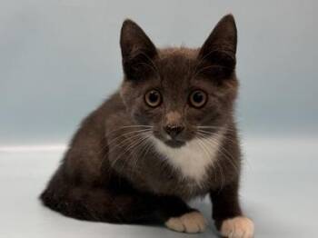 Loft -  Domestic Short Hair Cat for Adoption in Minneapolis, Minnesota - Loft | PetCurious