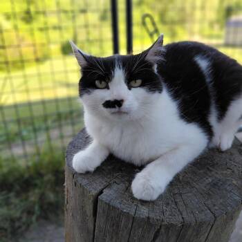 Toodles -  Domestic Short Hair Cat for Adoption in Littleton, New Hampshire - Toodles | PetCurious