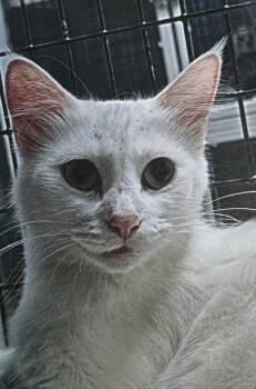 Rescue Domestic Long Hair Cats for Adoption in Fort Madison, Iowa - Champagne | PetCurious