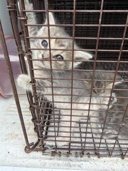 Domestic Short Hair Cats Available for Adoption in Houston, Texas - A656652 | PetCurious