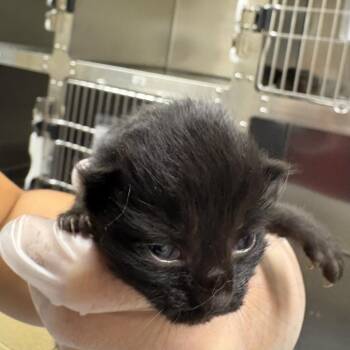 Lays -  Domestic Long Hair Cat for Adoption in Asheville, North Carolina - Lays | PetCurious