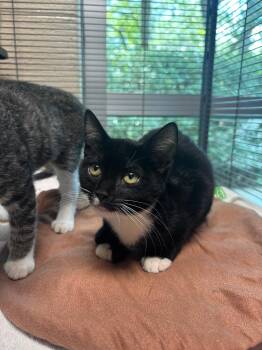 Tessa -  Domestic Short Hair Cat for Adoption in Charleston, South Carolina - Tessa | PetCurious