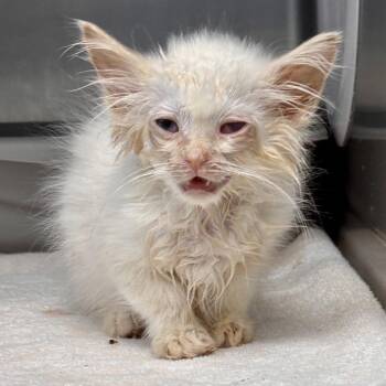Alabaster -  Domestic Medium Hair and Siamese Cat for Adoption in Kanab, Utah - Alabaster | PetCurious